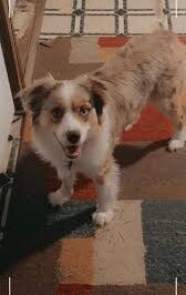 A dog goes berserk on a seemingly normal passenger—and what security finds will shock you… 😱