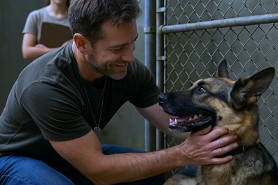 A War-Torn K9 Wanted To See His Former Handler One Last Time — What Happened Next Left The Entire Animal Hospital In Shock