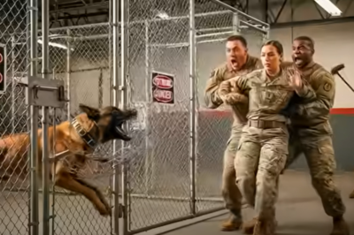 No One Could Control the War Dog That Put Four Handlers in the ER—Until a Female Veteran Calmly Issued One Command That Stunned Everyone