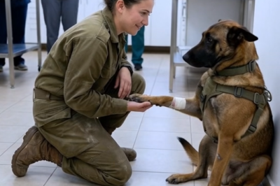 Whispers of Trust: A Rookie’s Gentle Command Saves a Grieving War Dog from Despair in the Trauma Room