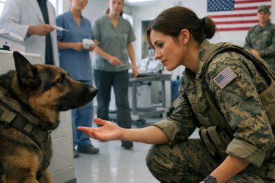 Wounded K9 Dog Refused Treatment — Until the Rookie SEAL Spoke His Unit’s Secret Code